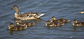 Female with ducklings