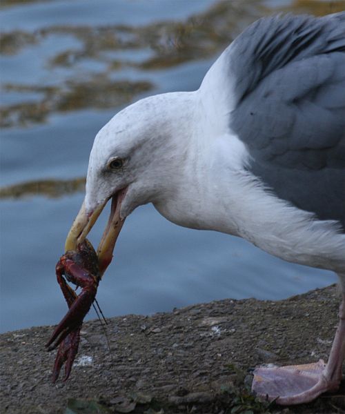 File:Gull eating Crayfish.jpg