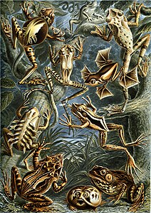 Frogs, by Ernst Haeckel