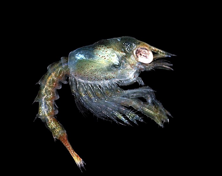 Файл:Homarus gammarus zoea.jpg