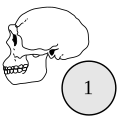 Homo erectus 1 = Tamaño del cerebro