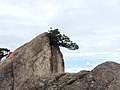 A small pine branch growing on a rock on top of Huangshan