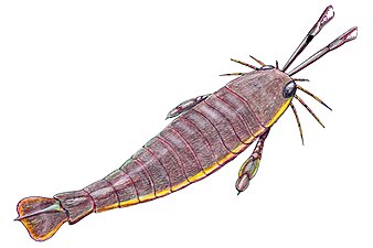 The largest known arthropod, the sea scorpion Jaekelopterus rhenaniae, has been found in estuarine strata from about 390 Ma. It was up to 2.5 m (8.2 ft) long.[232][233]