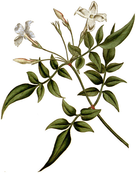 Файл:Jasminum officinale 1787.jpg