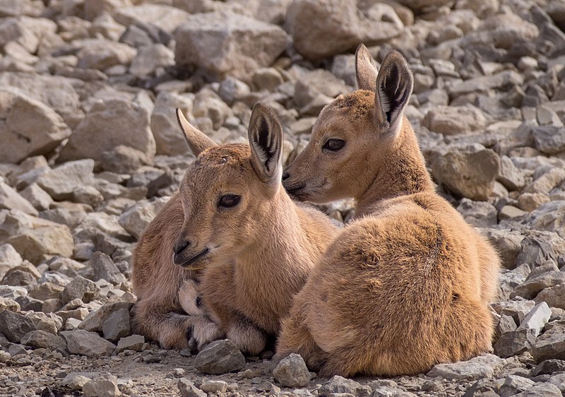 File:Juvenile Nubian ibex (50822).jpg