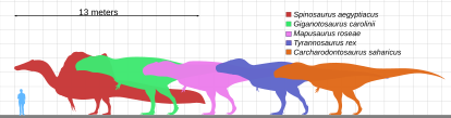 Size comparison of the largest theropods.