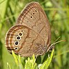 Mitchell's Satyr butterfly in Van Buren County, Michigan