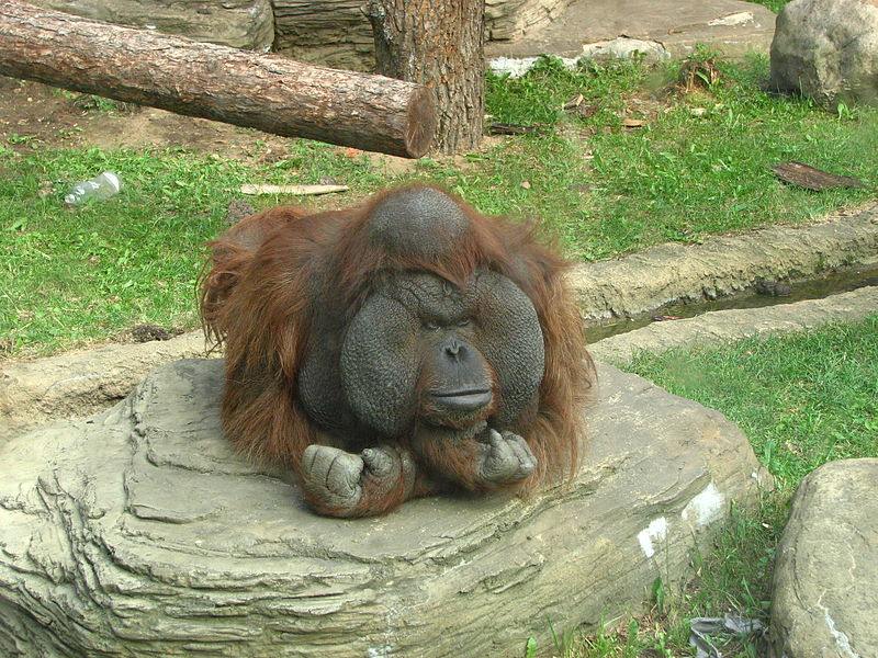 Файл:Orangutan (bornean) 02.JPG