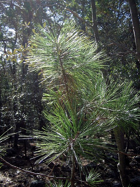 Файл:Pinus arizonica sapling.jpg