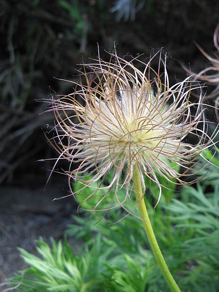 Файл:Pulsatilla vulgaris fruits02.jpg