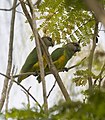 Senegal Parrots