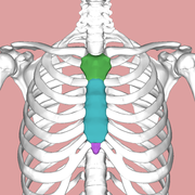   Manubrium   Body of sternum   Xiphoid process