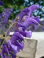 Шалфей луговой (Salvia pratensis)