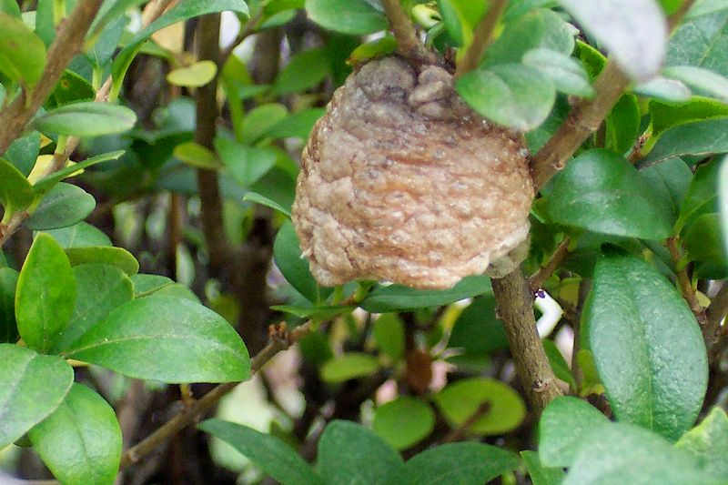 File:Tenodera aridifolia sinensis ootheca.jpg