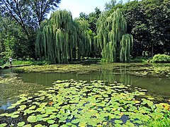 A small pond in the park