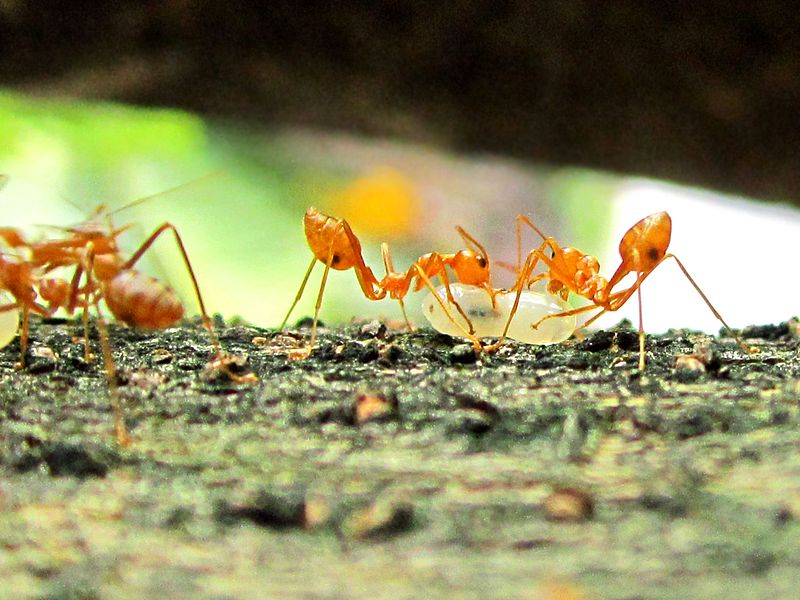 File:Two weaver ants.JPG