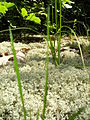 Reindeer Moss, Cladonia sp.