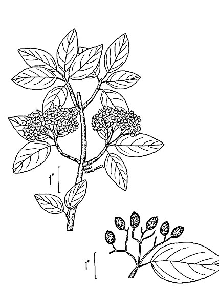 File:Viburnum prunifolium illustration 001.jpg