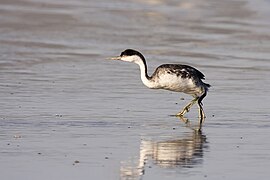 A western grebe walking on the shallows near a body of water