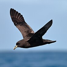 White-chinned Petrel (24344601035).jpg