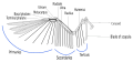 Миниатюра для версии от 15:32, 1 июня 2007