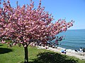 Cherry blossoms in Canada, Niagara-on-the-Lake, Ontario