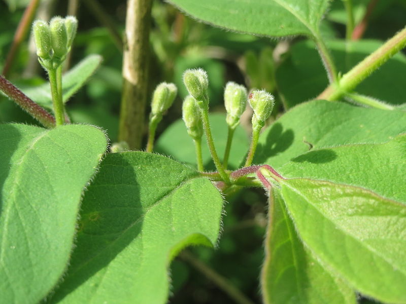 Файл:20140407Lonicera xylosteum8.jpg