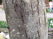 Acacia dealbata2.jpg