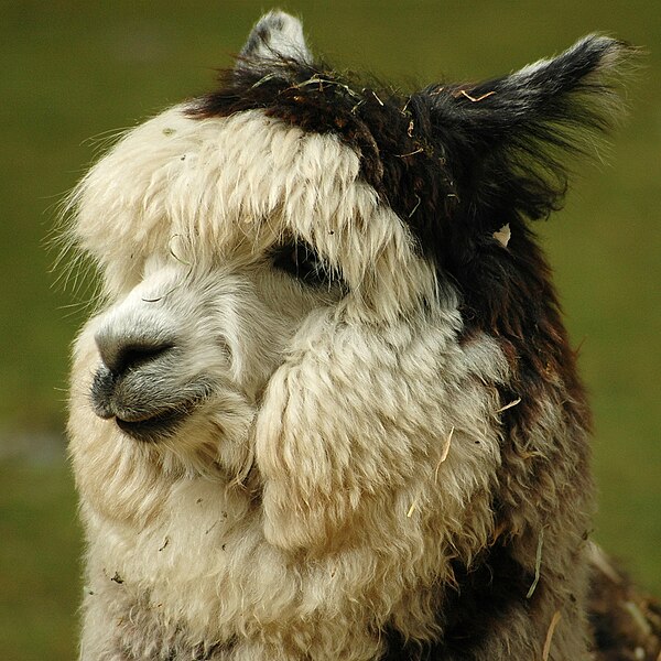 File:Alpaca headshot.jpg