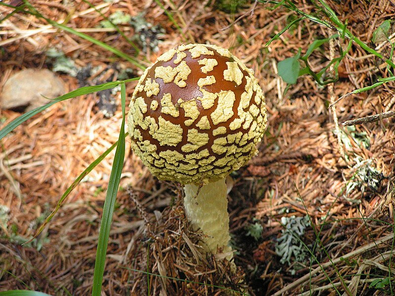 Файл:Amanita regalis young.jpg