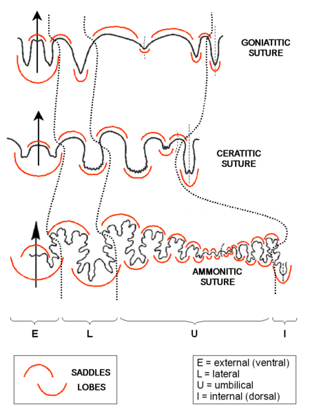 File:Ammonites suture terminology english.png