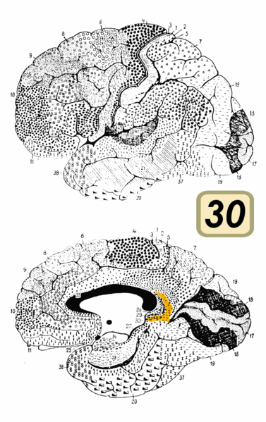 Файл:Brodmann Cytoarchitectonics 30.png