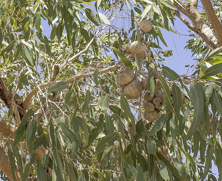 File:Bush coconut cluster.jpg