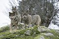 Mamífero: Lobo ibérico