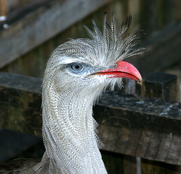 File:Cariama cristataPCCA20051227-2025A.jpg