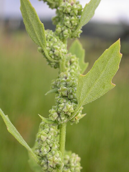 Archivo:Chenopodium berlandieri (3767481597).jpg