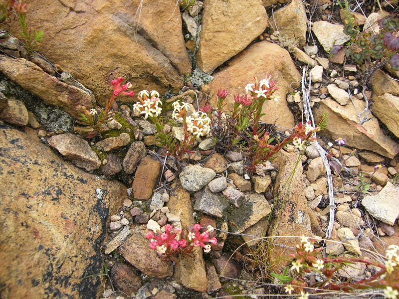 Файл:Crassula fascicularis plant (1).JPG