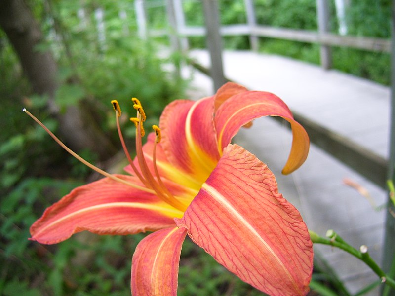 File:Day-lily.jpg