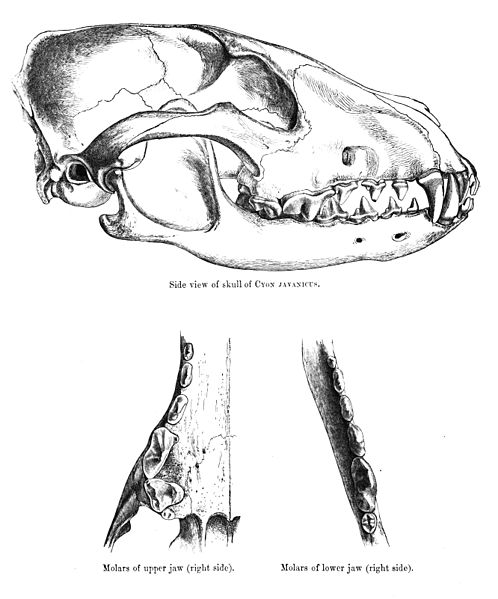 Archivo:Dholeskull.jpg