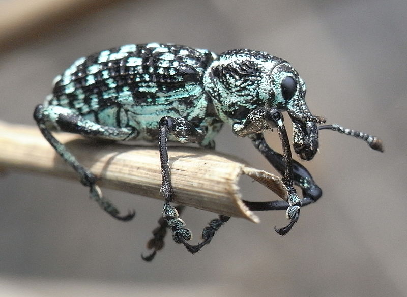 File:Diamond Weevil Side.JPG