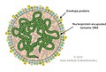 Cápside de la familia Globuloviridae que infecta arqueas.