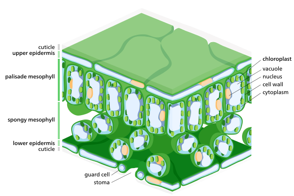 A cross section of a leaf, showing chloroplasts in its mesophyll cells. Stomal guard cells also have chloroplasts, though much fewer than mesophyll cells.