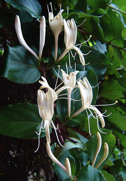 Archivo:Lonicera japonica.jpg