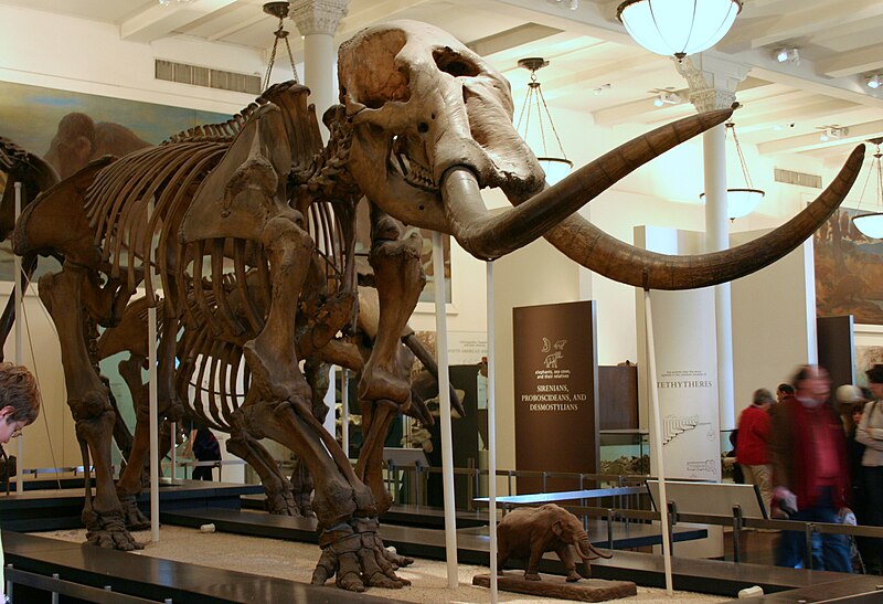 Файл:Mammut americanum.jpg