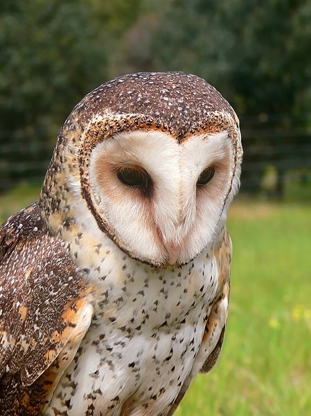 Файл:Masked owl mask4441.jpg