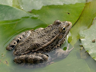 Marsh frog, by Jastrow