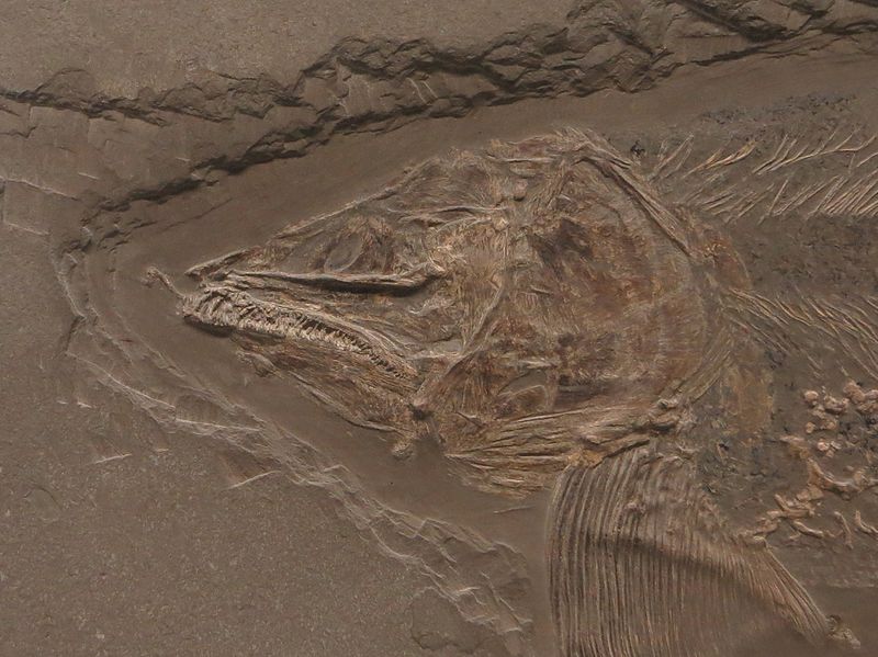 File:Saurostomus esocinus head.jpg