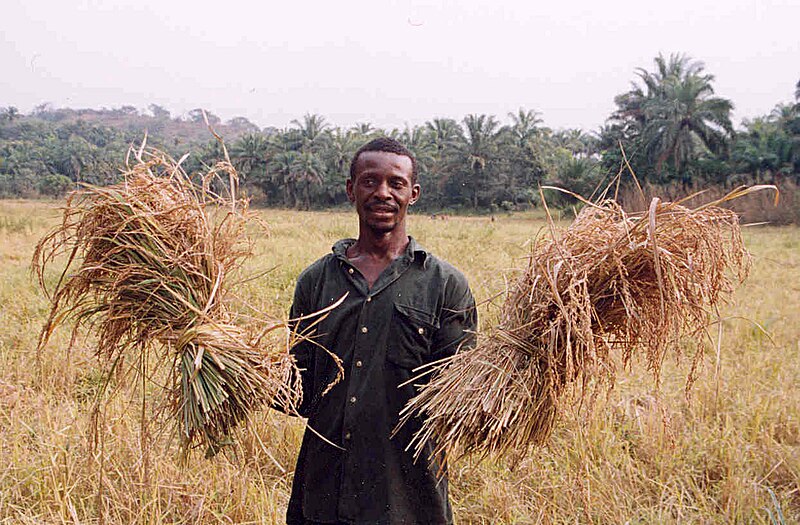 File:Sierra Leone rice farmer.jpg