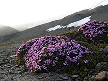 Silene acaulis - Fjellsmelle.jpg