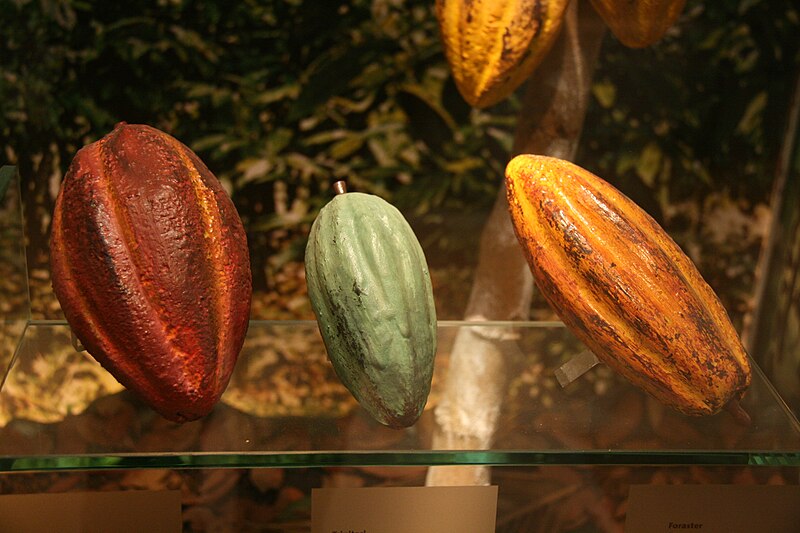 File:Tres variedades de cacao.jpg